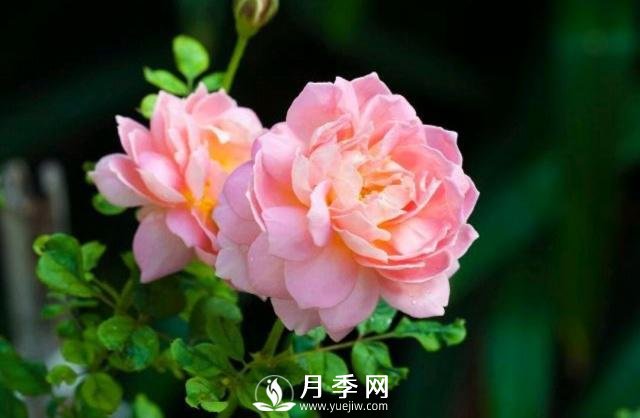 月季花**次修剪什么時候？修剪的目的是什么(圖1)
