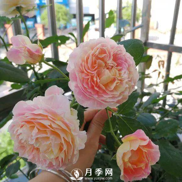 半米防盜窗養(yǎng)藤本月季，養(yǎng)成月季花園(圖9)