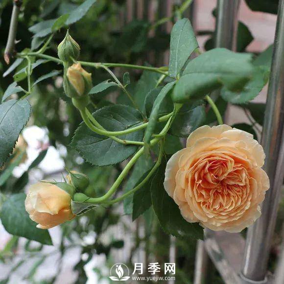 半米防盜窗養(yǎng)藤本月季，養(yǎng)成月季花園(圖4)