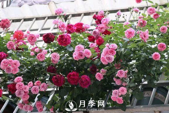 半米防盜窗養(yǎng)藤本月季，養(yǎng)成月季花園(圖1)