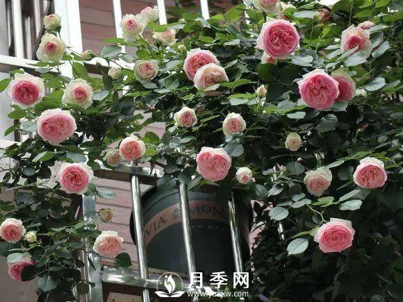 半米防盜窗養(yǎng)藤本月季，養(yǎng)成月季花園(圖2)