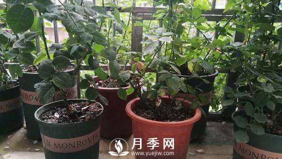 半米防盜窗養(yǎng)藤本月季，養(yǎng)成月季花園(圖12)