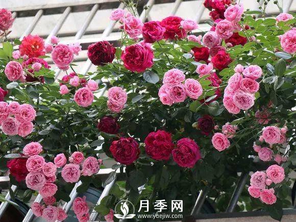 半米防盜窗養(yǎng)藤本月季，養(yǎng)成月季花園(圖10)