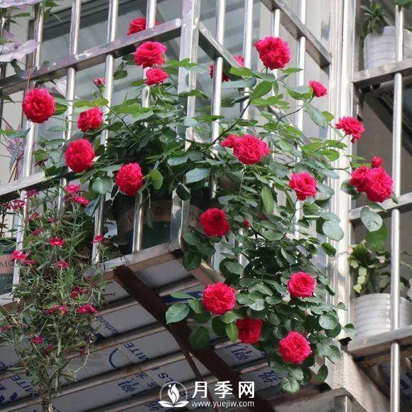 半米防盜窗養(yǎng)藤本月季，養(yǎng)成月季花園(圖11)