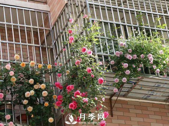 半米防盜窗養(yǎng)藤本月季，養(yǎng)成月季花園(圖5)