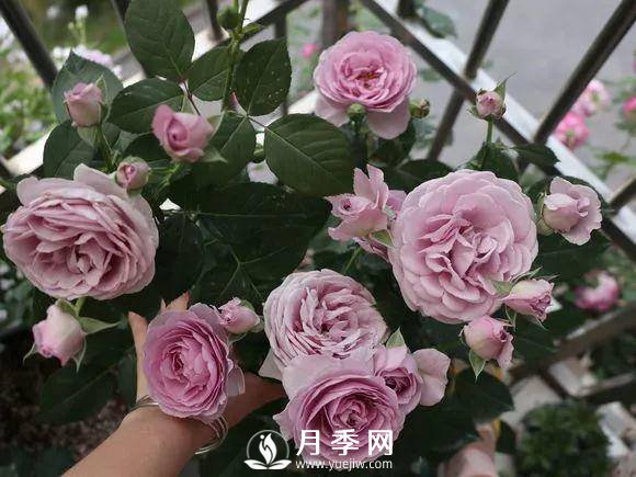 半米防盜窗養(yǎng)藤本月季，養(yǎng)成月季花園(圖6)