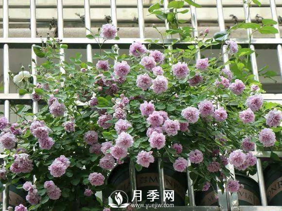 半米防盜窗養(yǎng)藤本月季，養(yǎng)成月季花園(圖3)