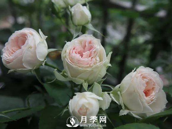 半米防盜窗養(yǎng)藤本月季，養(yǎng)成月季花園(圖7)