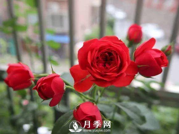 半米防盜窗養(yǎng)藤本月季，養(yǎng)成月季花園(圖8)