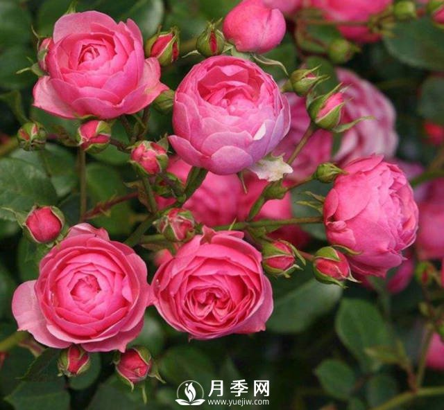 新手，怎么讓月季安全的度夏(圖1)