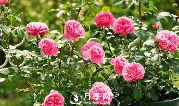 夏季月季花開(kāi)的越來(lái)越小怎么辦？(圖1)