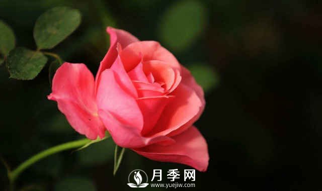 月季，又叫月月紅，花中皇后，四季常開(圖1)