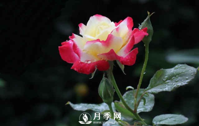 月季，又叫月月紅，花中皇后，四季常開(圖4)