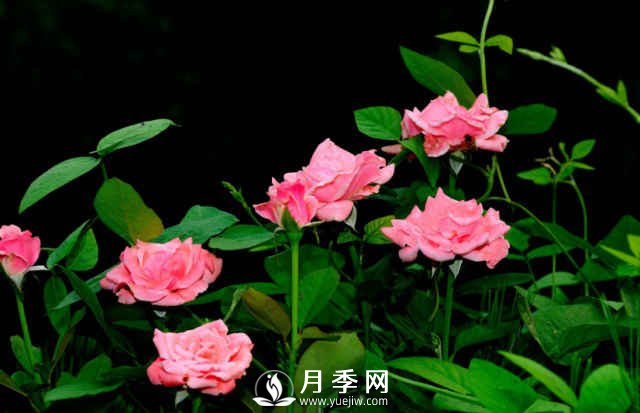 月季，又叫月月紅，花中皇后，四季常開(圖2)
