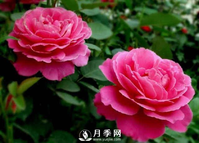 月季，又叫月月紅，花中皇后，四季常開(圖3)