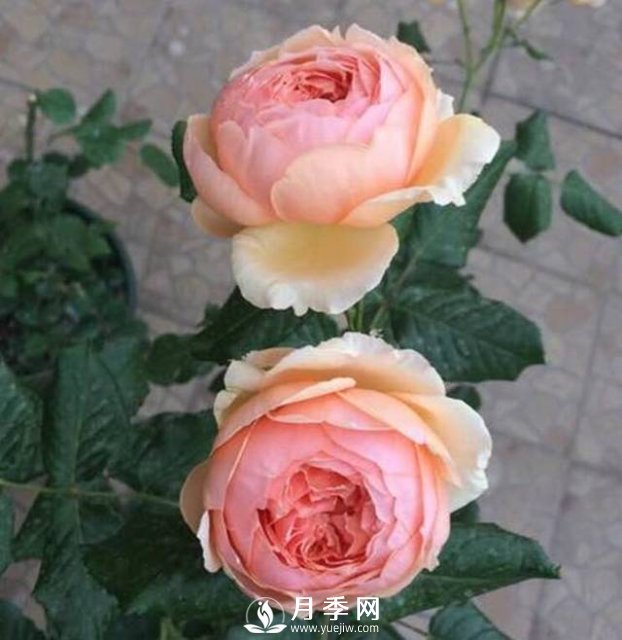 花開(kāi)很漂亮很好養(yǎng)的真宙月季(圖2)