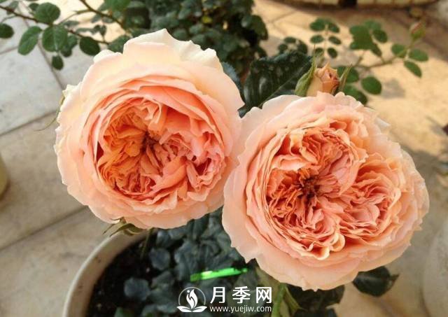 花開(kāi)很漂亮很好養(yǎng)的真宙月季(圖3)