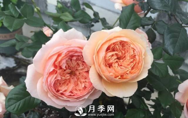 花開(kāi)很漂亮很好養(yǎng)的真宙月季(圖1)
