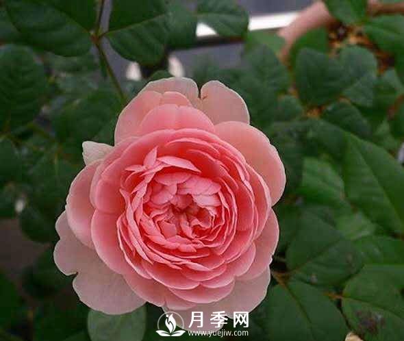 月季怎樣進(jìn)行修剪與管理、養(yǎng)護(hù)(圖1)