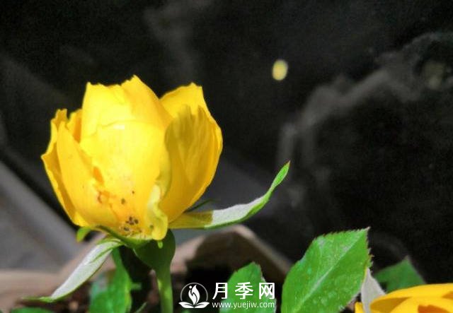 月季花期能不能施肥？用什么肥月季長的好看開花又多？(圖1)