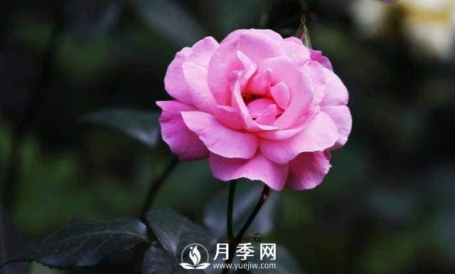 月季可以室內(nèi)養(yǎng)嗎？(圖1)