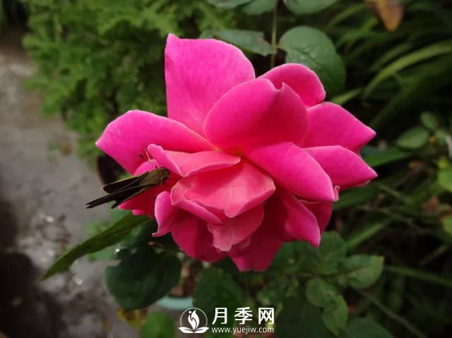 你的月季需要這樣養(yǎng)護(hù)才能開花不斷(圖2)