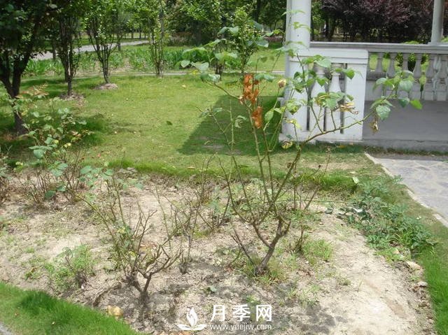 你的月季需要這樣養(yǎng)護(hù)才能開花不斷(圖3)