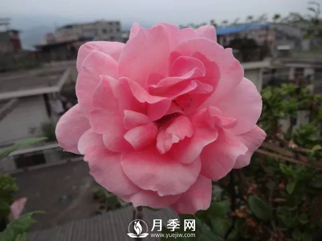 你的月季需要這樣養(yǎng)護(hù)才能開花不斷(圖1)