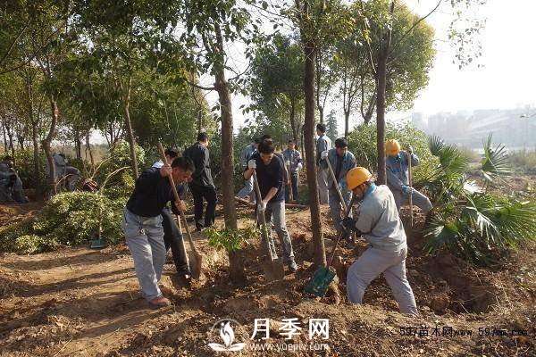 怎么保證苗木移植后100%成活呢？(圖1)