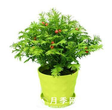 盆栽紅豆杉的養(yǎng)護(hù)管理知識(shí) 速來(lái)圍觀(圖1)