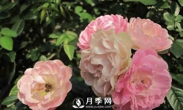 只要對(duì)月季做一個(gè)動(dòng)作，就能讓一枝頭八朵花綻放(圖1)