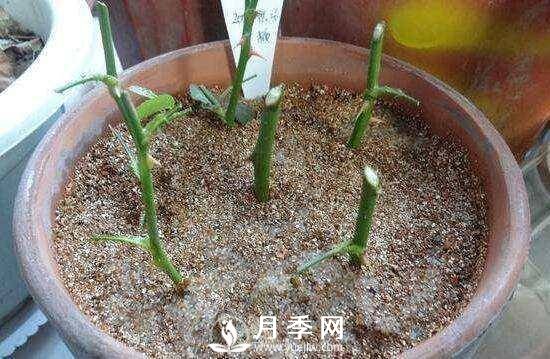 冬季扦插月季花，還能活嗎？(圖2)