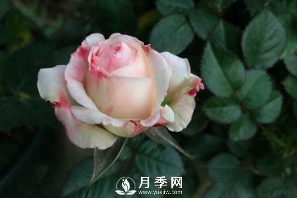 這么多迷人的月季品種，你喜歡哪一個(gè)(圖1)