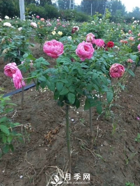 花農(nóng)又出新花樣！歐月嫁接到樹上，歐月棒棒糖(圖1)