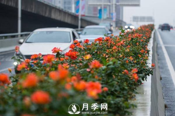 月季花期可調(diào)控，看武漢10月中旬月季花艷麗開放(圖1)