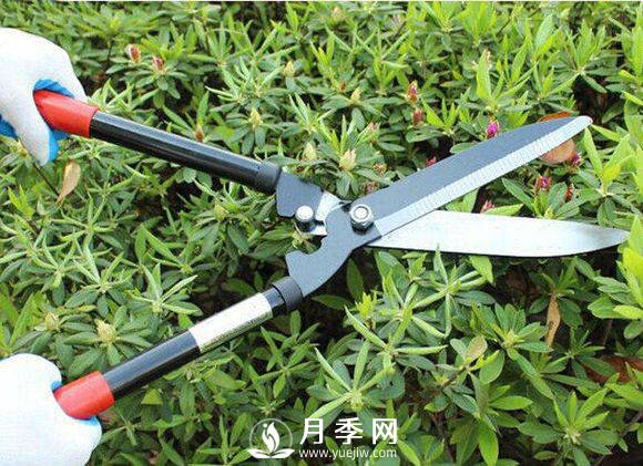 記住這個修剪口訣 學會修剪 不怕月季長不好(圖1)