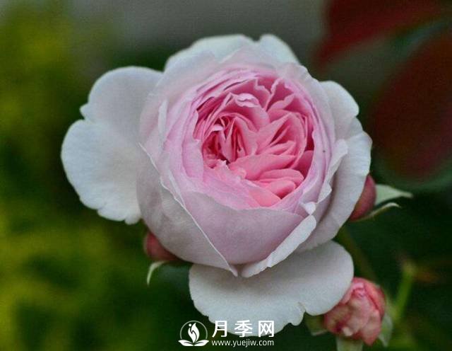處暑過后需要你這樣養(yǎng)護月季 開花還能美一波(圖1)