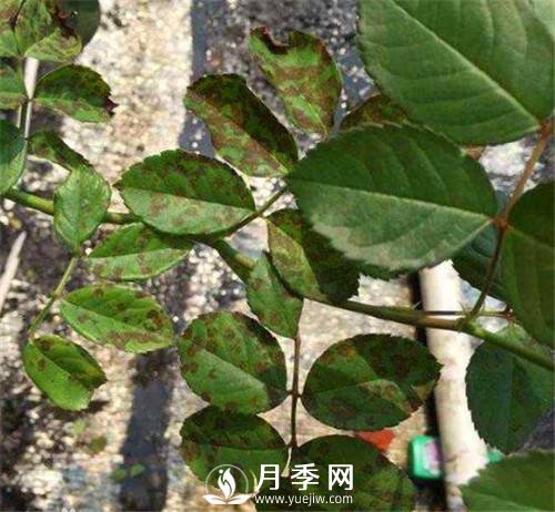 秋季注意月季病蟲(chóng)害(圖1)