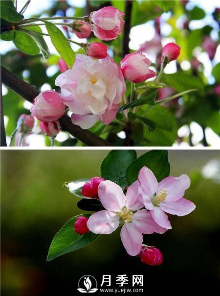海棠花，與牡丹、蘭花、梅花并稱為“中國(guó)春花四絕”(圖1)