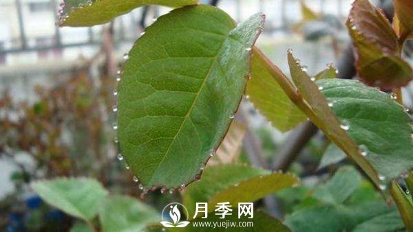 月季“吐水” 是怎么了？(圖1)