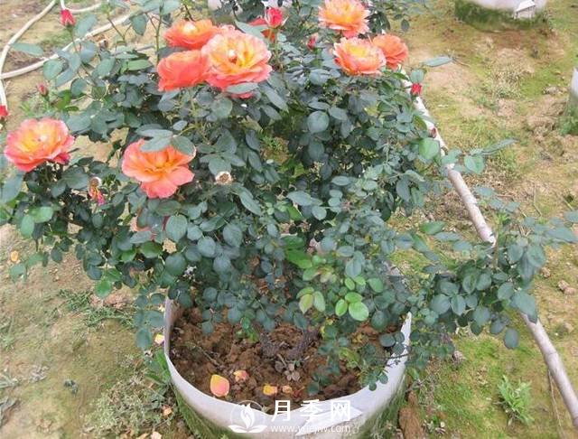 月季花用絢麗多彩的顏色，裝扮著大地，點(diǎn)綴著生活(圖1)