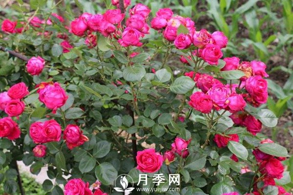 炎熱夏季，如何月季養(yǎng)護(hù)你知道嗎(圖3)