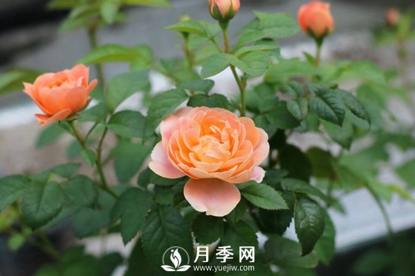 炎熱夏季，如何月季養(yǎng)護(hù)你知道嗎(圖2)