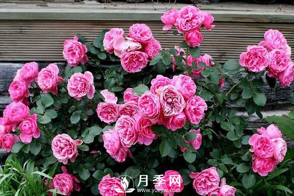 炎熱夏季，如何月季養(yǎng)護(hù)你知道嗎(圖1)