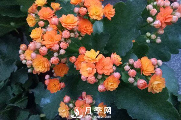 食用醋用來(lái)養(yǎng)花的正確用法(圖1)