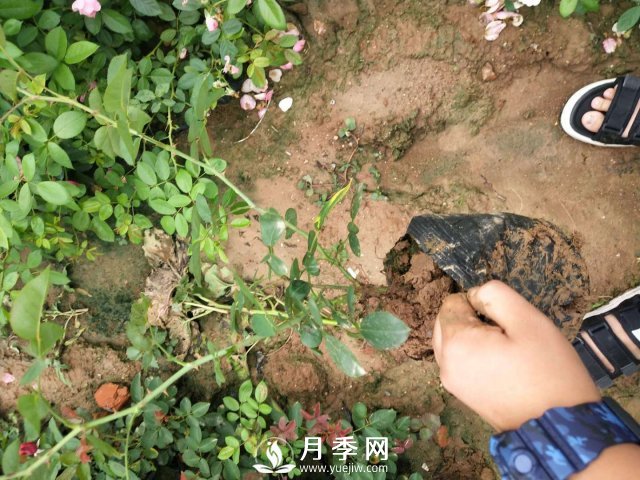 這些盆栽月季花苗都搶瘋了 買營(yíng)養(yǎng)缽月季要快(圖4)