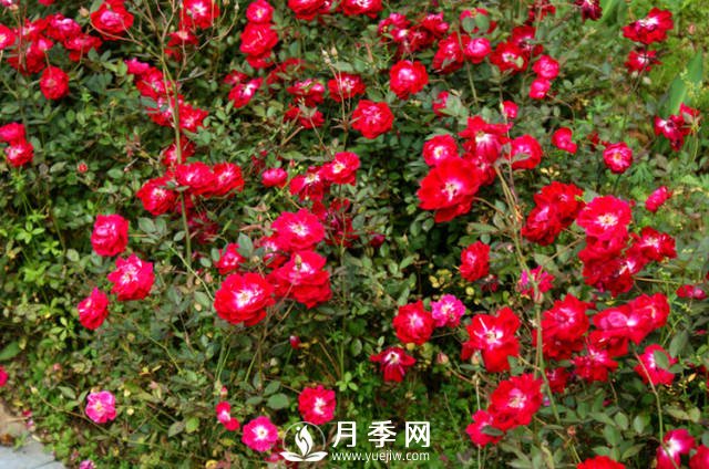 月季不開(kāi)花？來(lái)排查一下養(yǎng)護(hù)上的原因(圖1)