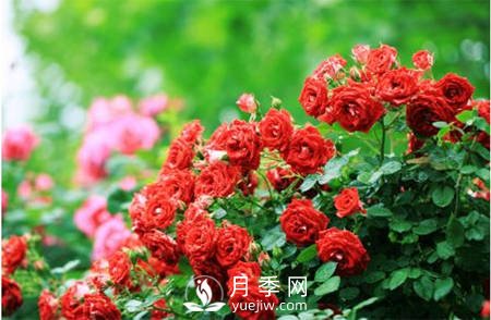 月季“黑白紅”病害簡(jiǎn)單防治 看過(guò)來(lái)(圖1)