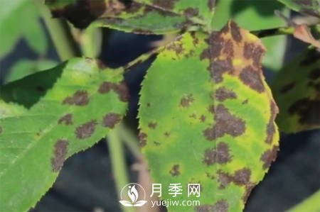 月季“黑白紅”病害簡(jiǎn)單防治 看過(guò)來(lái)(圖2)