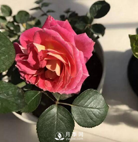 月季花就要這么嫁接 能給你家種滿(mǎn)花(圖3)